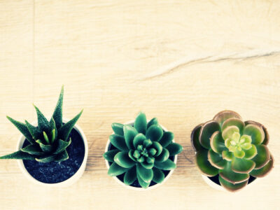 DIY Plant Shelf With Grow Lights Image